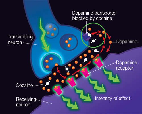 Modafinil for ADHD - Dopamine reuptake inhibitors